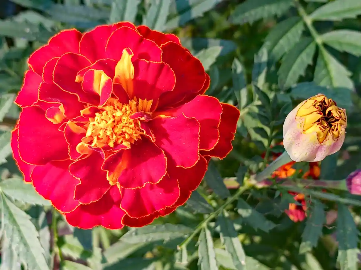 A vibrant red marigold with yellow center is in full bloom, contrasted by a wilting, partially opened bud nearby, both…