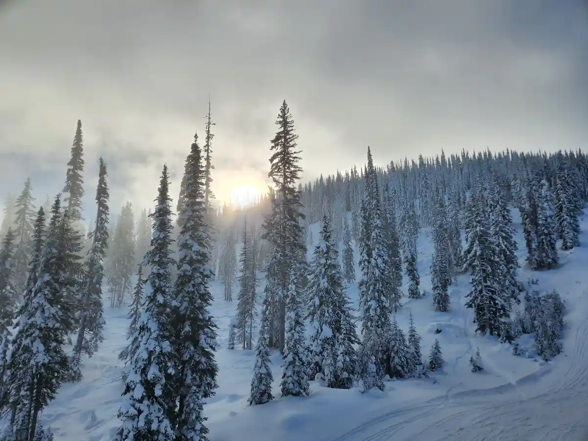 A serene winter landscape shows snow-covered evergreen trees under a cloudy sky with the sun peeking through. The ground is…