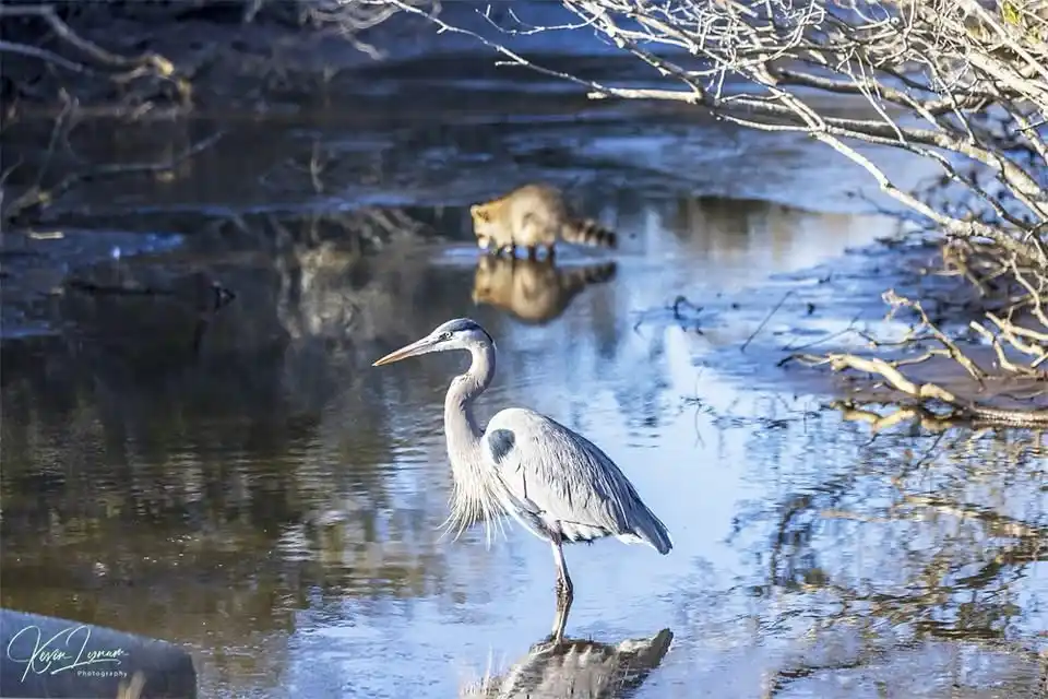 A grey heron stands calmly on a rock in shallow water, looking toward the viewer. In the background, a raccoon is partially…