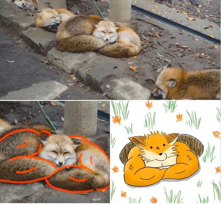 The image is a three-panel meme: top shows a real fox curled up sleeping with its tail wrapped around its body; bottom left…