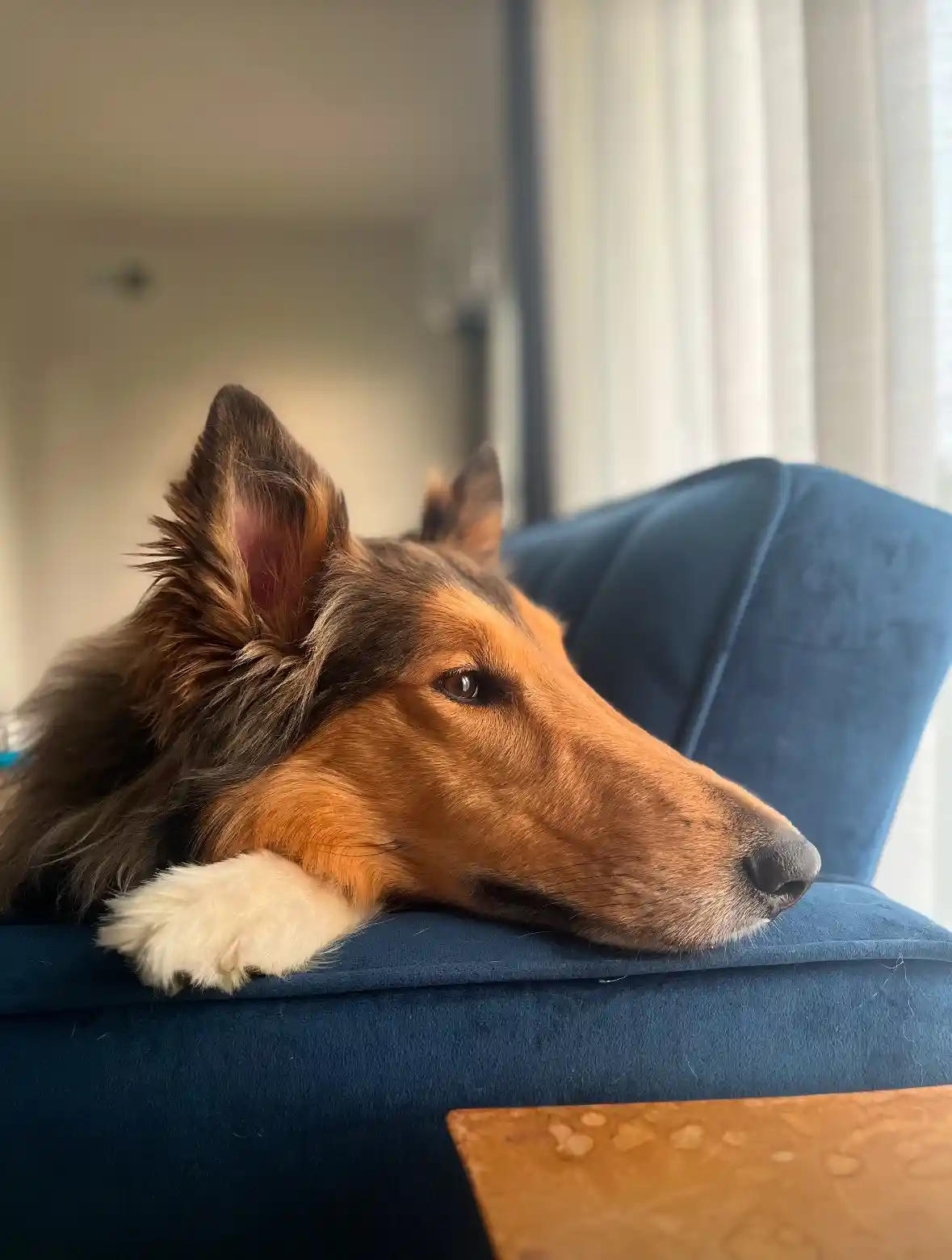 A close-up photo of a brown and black collie dog resting its head and front paw on the arm of a blue velvet couch, looking…