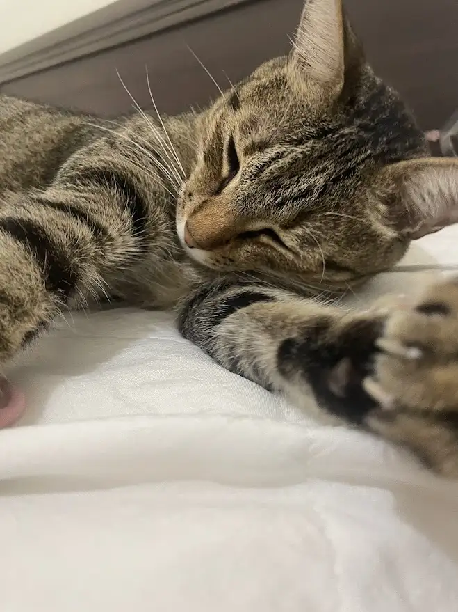 A tabby cat is lying on a white bed, eyes closed and paws curled, appearing deeply asleep or resting. The overlaid text…