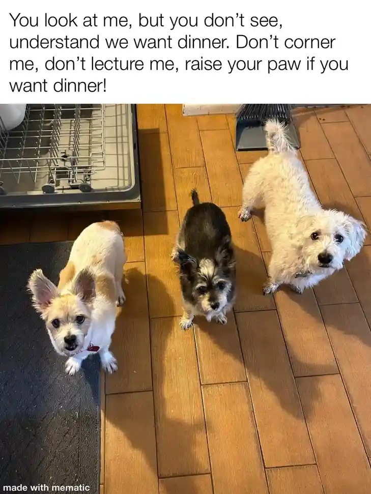 Three small dogs stand on a wooden floor looking up expectantly at the camera. An open dishwasher is visible to the left…