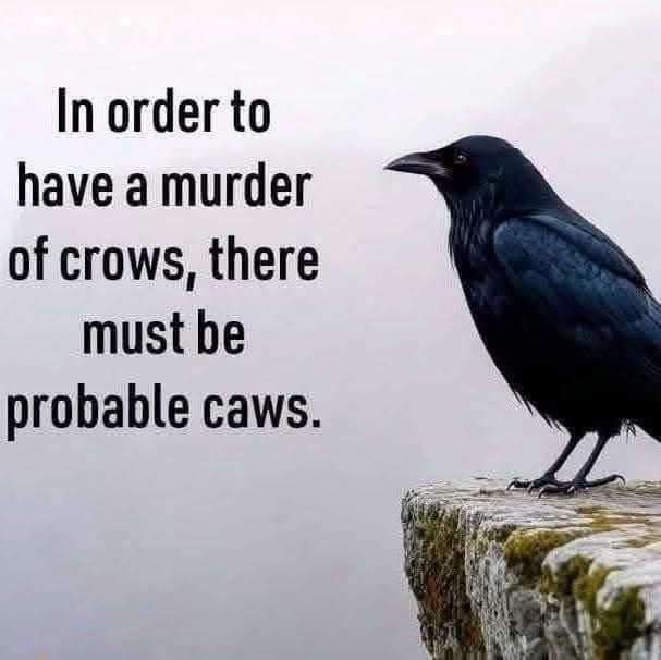 The Mysterious World of Crows