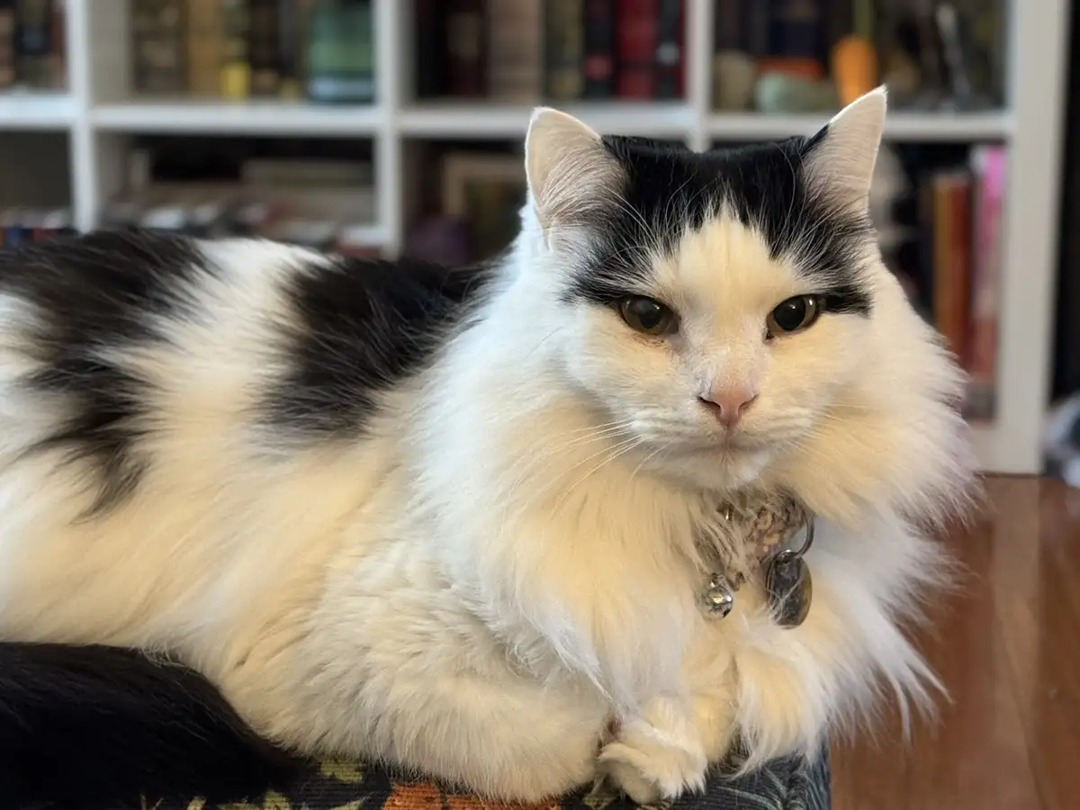 A fluffy black-and-white cat with a stern, unimpressed expression lies on a patterned surface, wearing a collar with tags…
