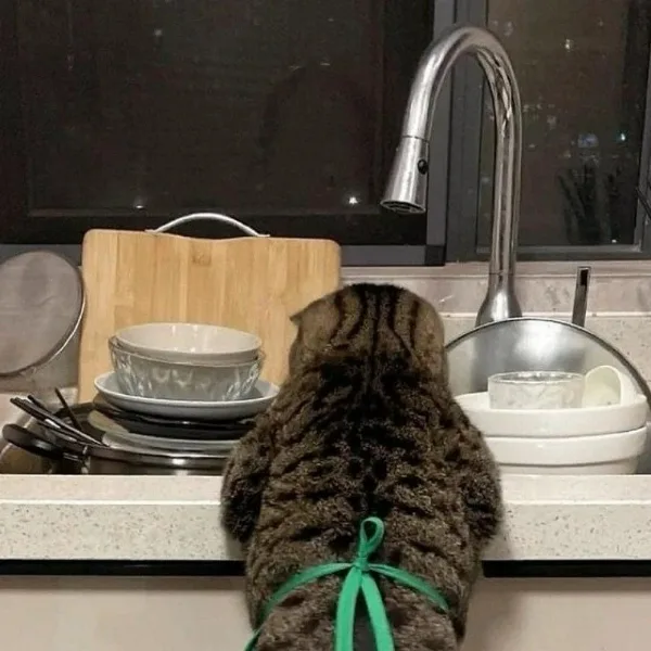 I swear, no one helps me around this house! ><