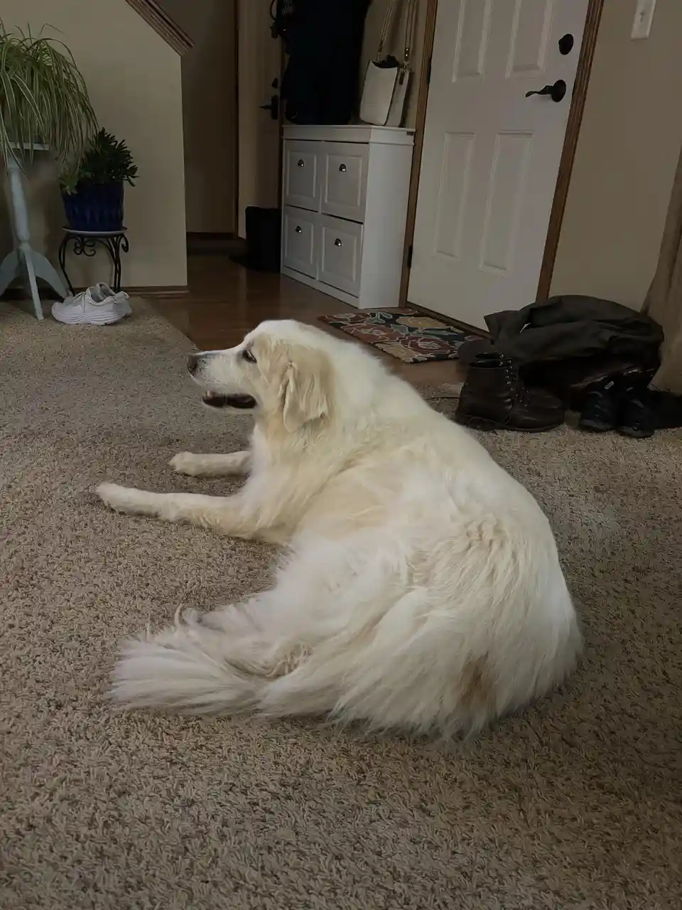 A large, fluffy white dog is lying down on a beige carpet in a home entryway, looking relaxed and slightly sleepy. In the…