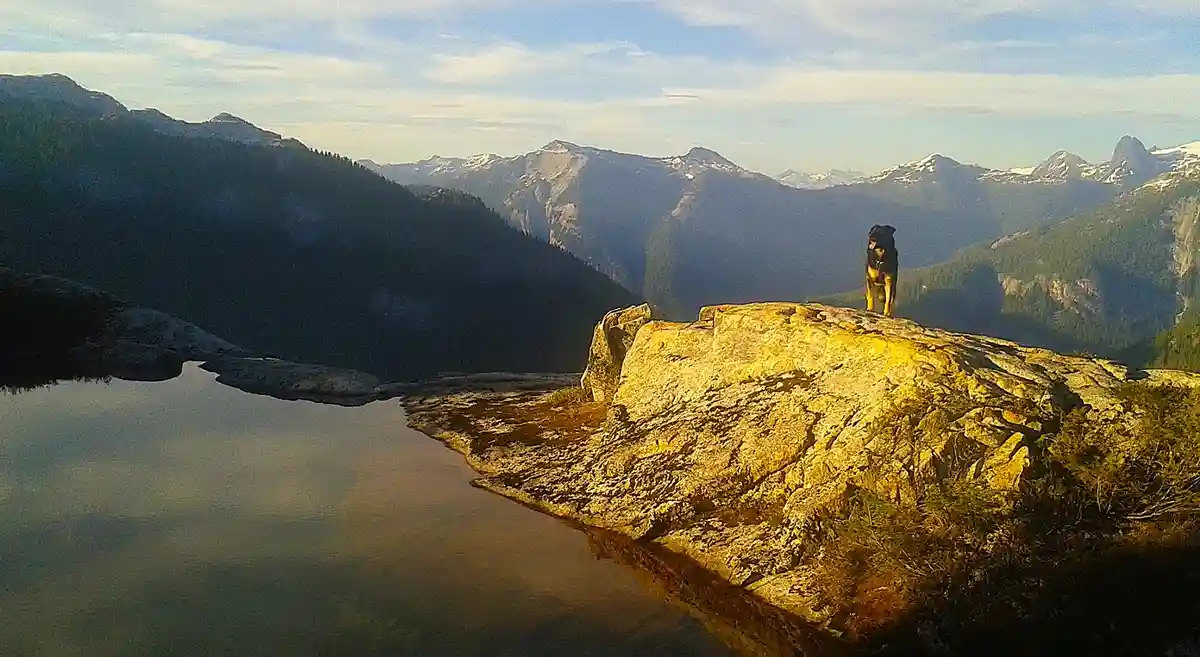 A black and tan dog stands atop a sunlit rocky outcrop overlooking a calm lake and distant snow-capped mountains. The dog is…