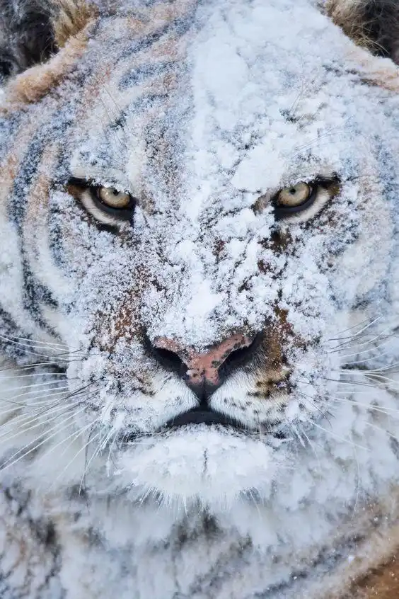No, no! Keep those snowballs coming!
