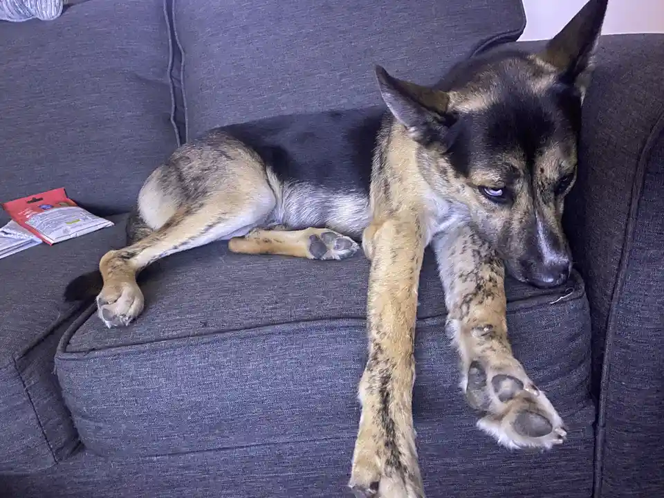 A German Shepherd dog with black and tan fur is lying on a dark gray couch, one front paw dangling off the edge, looking…