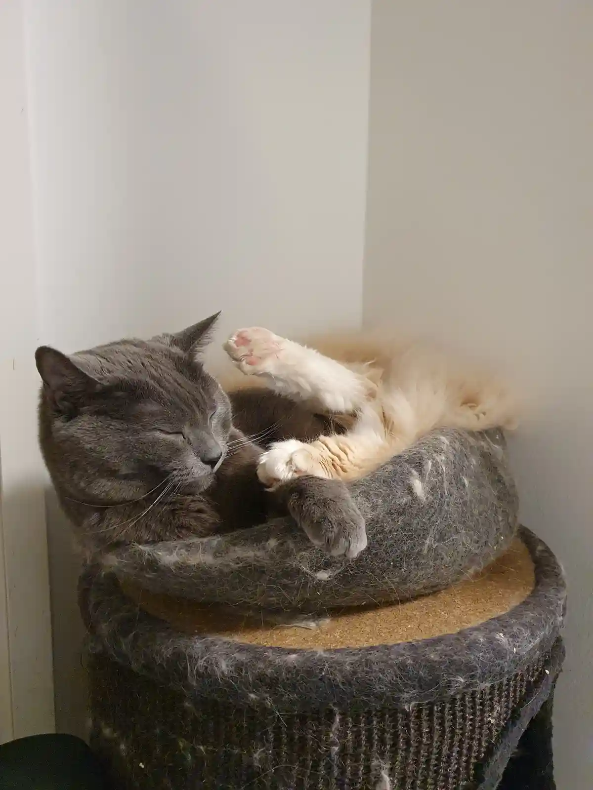A gray cat with closed eyes is curled up and sleeping soundly in a dark gray felt cat bed, while a fluffy cream-colored cat…