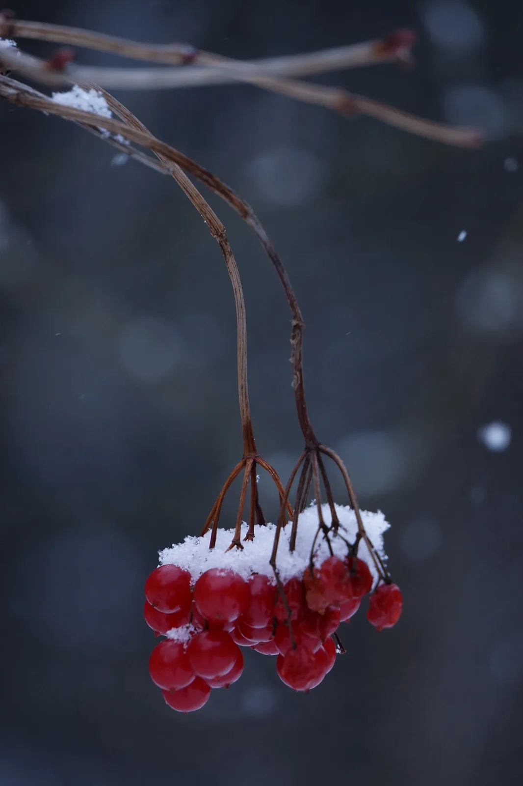 A close-up photograph shows clusters of bright red berries, likely viburnum, covered in fresh snow, hanging from thin…