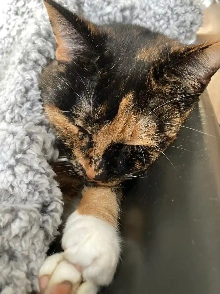 A close-up photo of a calico cat with black, orange, and white fur sleeping peacefully with its eyes closed, nestled against…