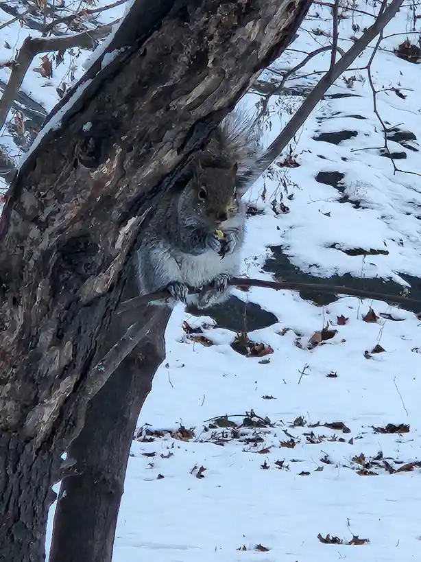 A gray squirrel is perched on a tree branch in a snowy landscape, holding and eating a small piece of food. The ground is…