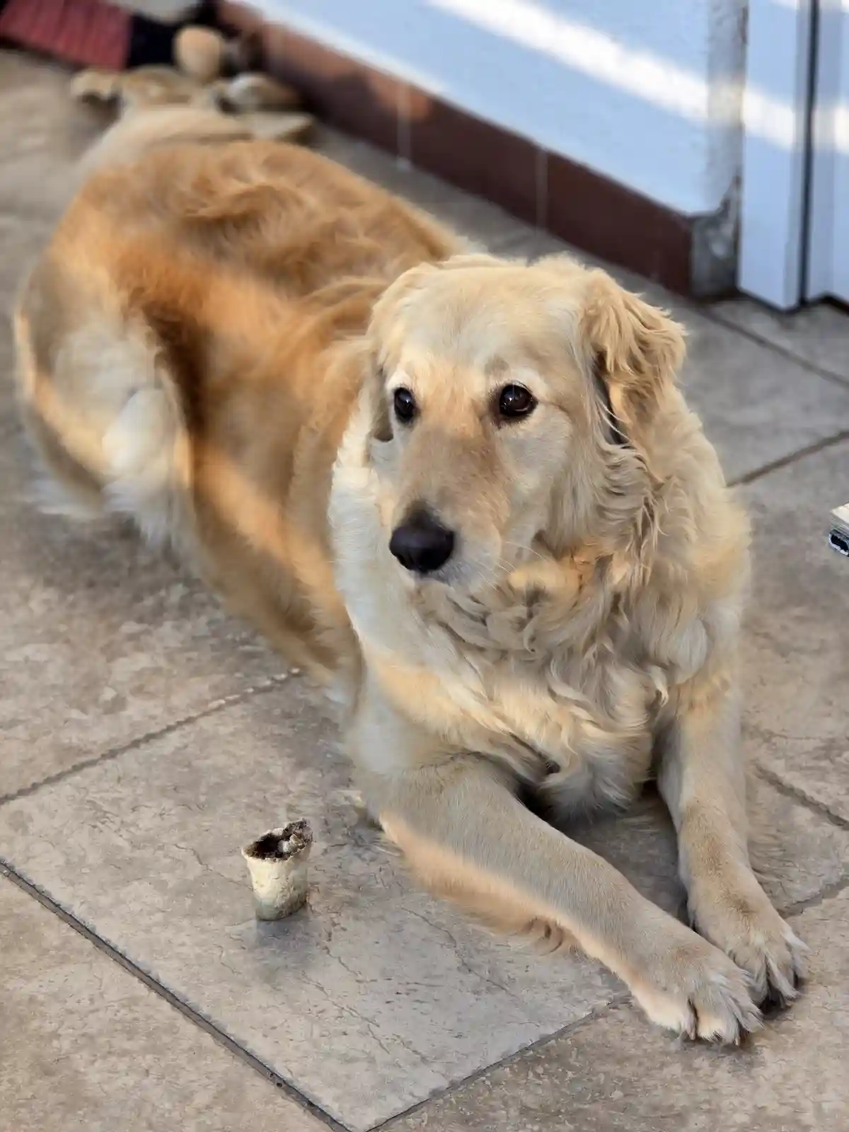 A golden retriever lies on a tiled patio, looking directly at the camera with a calm, slightly guilty expression. Beside its…