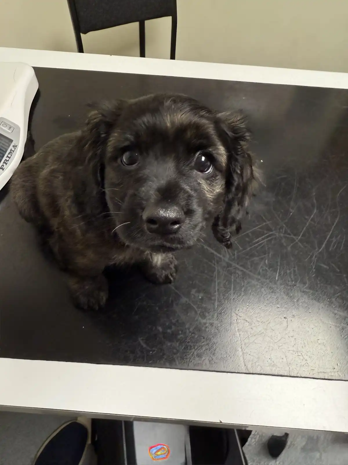 A small, dark-furred puppy with large, expressive eyes sits on a scratched, dark metal veterinary examination table, looking…
