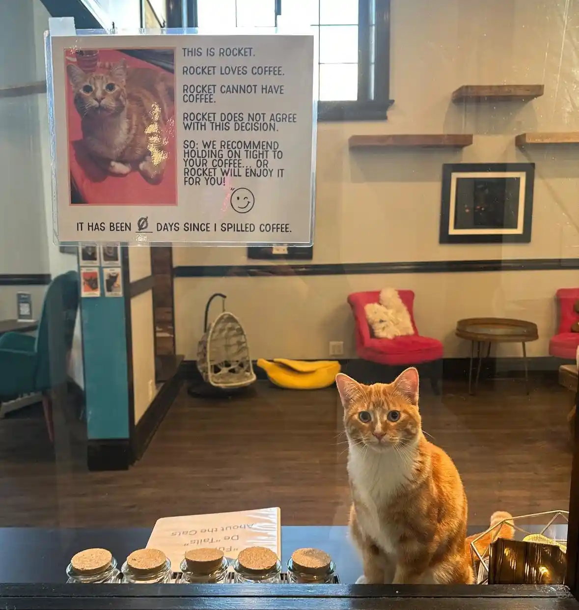 An orange tabby cat named Rocket sits on a counter in a cafe, looking directly at the camera. A sign taped to the window…