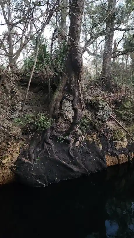 A large, gnarled tree with exposed, sprawling roots grows from a mossy, rocky bank beside dark water. The roots appear to be…