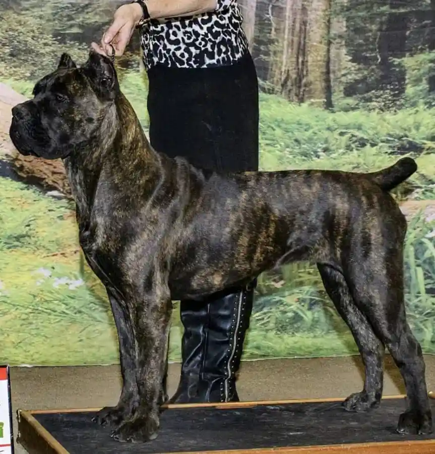 A large, muscular brindle dog, likely a Cane Corso, stands proudly on a show platform with a handler partially visible…