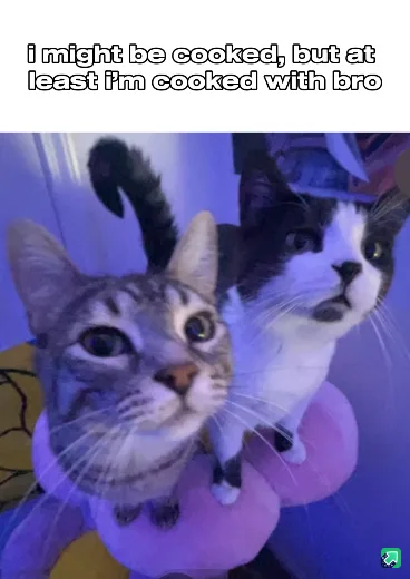 Two cats, one tabby and one black-and-white, sit together on a pink object under blue lighting. The tabby cat looks directly…