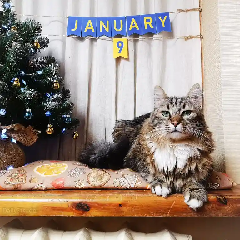 A fluffy tabby cat with green eyes sits regally on a wooden shelf, looking directly at the camera with a bored expression…