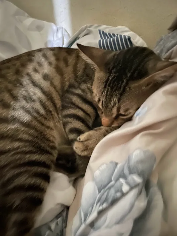 A brown tabby cat with distinct stripes is curled up asleep on a bed with patterned blankets, its eyes closed and one paw…