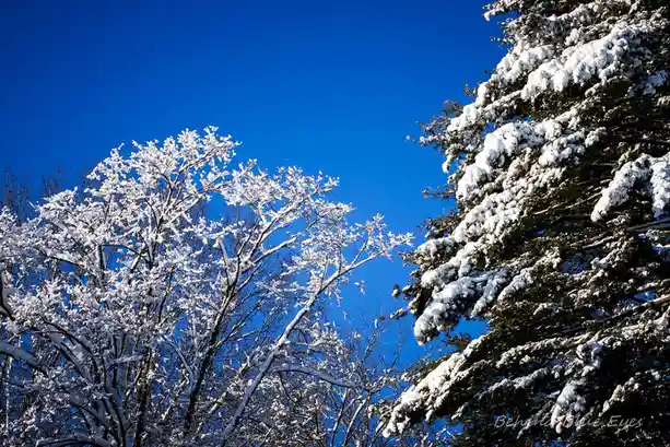 Enchanting Snow-Covered Trees