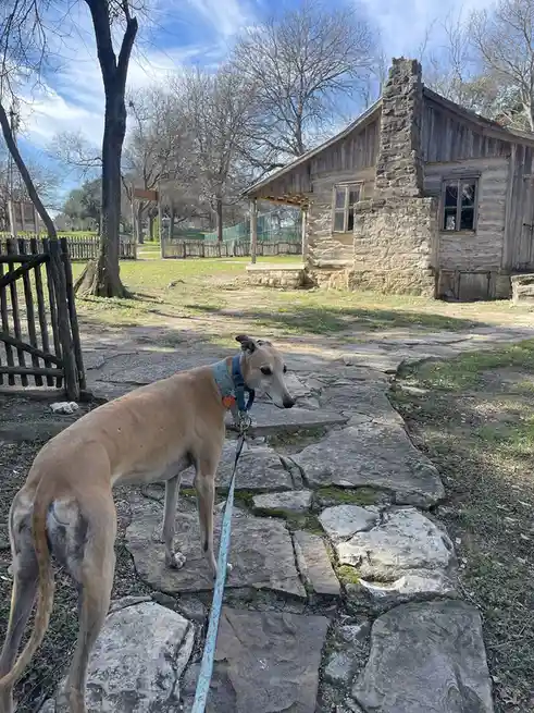 A tan greyhound stands on a stone path in front of a rustic wooden and stone cabin, looking off to the side with a calm…