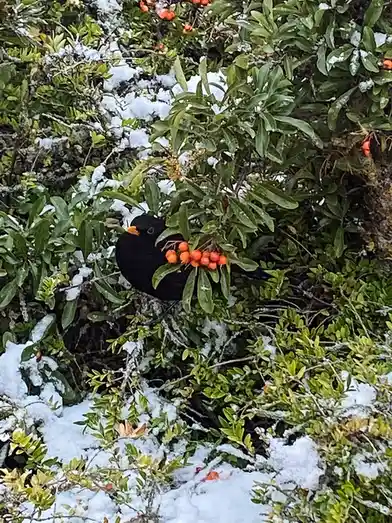 A blackbird with a bright orange beak is perched among green leaves and branches lightly dusted with snow, eating bright…
