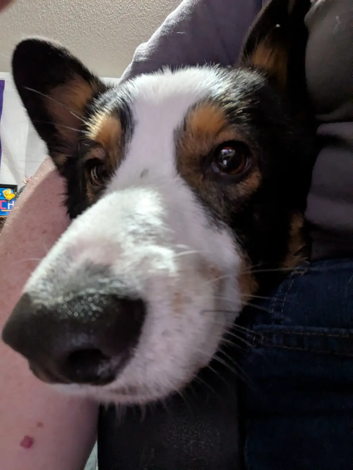 A close-up photo of a tricolor dog (black, white, and tan) with large, expressive brown eyes looking directly at the camera…