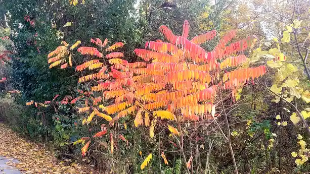 A vibrant autumn bush with fiery red and orange leaves stands out against surrounding green and yellow foliage, with a…