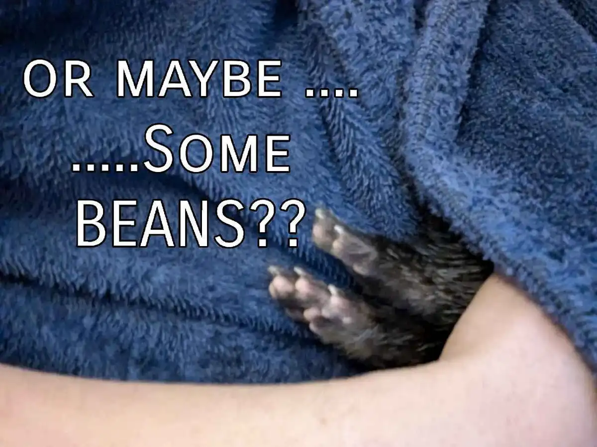 A close-up photo shows a person's arm wrapped in a blue, fluffy towel, with a small animal's paw peeking out from under the…