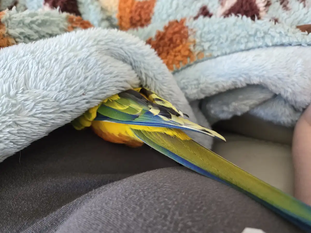 A colorful parrot with yellow, green, and blue feathers is partially hidden under a fluffy light gray blanket, with only its…