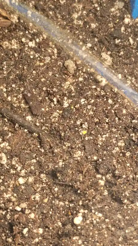 A close-up photo shows a tiny yellow sprout emerging from dark, gritty soil mixed with small white particles and organic…