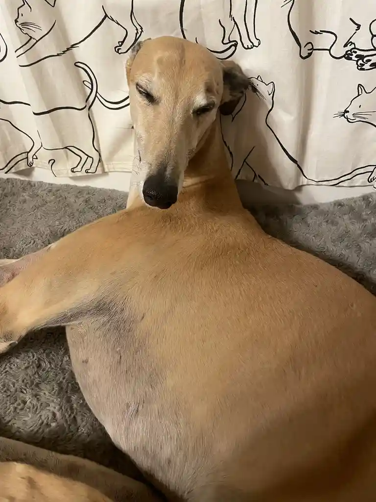 A tan greyhound dog with its eyes half-closed and head resting on a grey fluffy surface, looking very relaxed and sleepy…