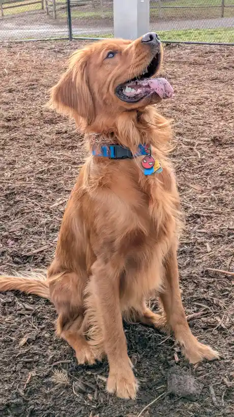 A golden retriever sits on mulch with its mouth open and tongue out, looking upward. It wears a blue collar with a…