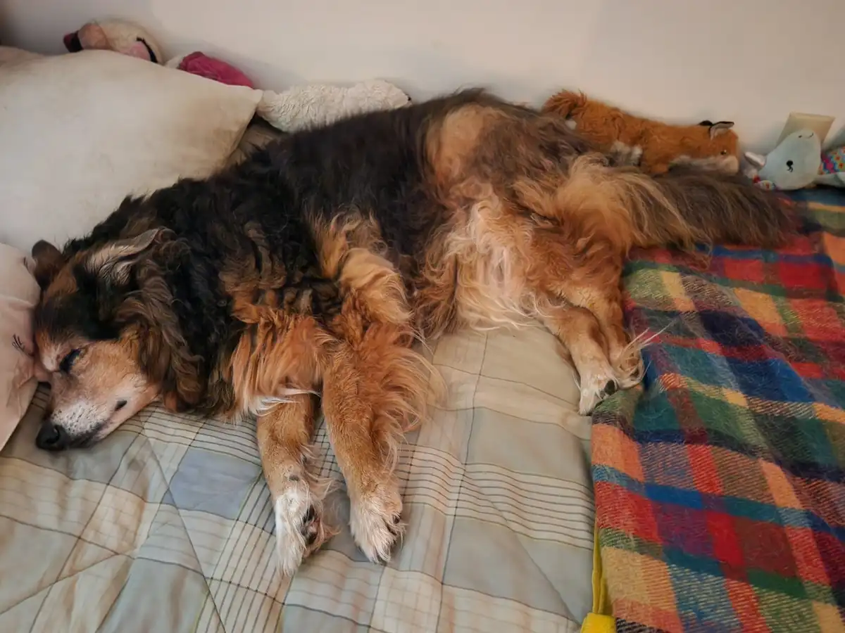 Peanut the Dog's Daily Adventures - Day 1589