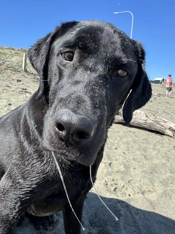 A close-up photo of a black Labrador Retriever with wet fur and sand on its face, standing on a beach under a clear blue…