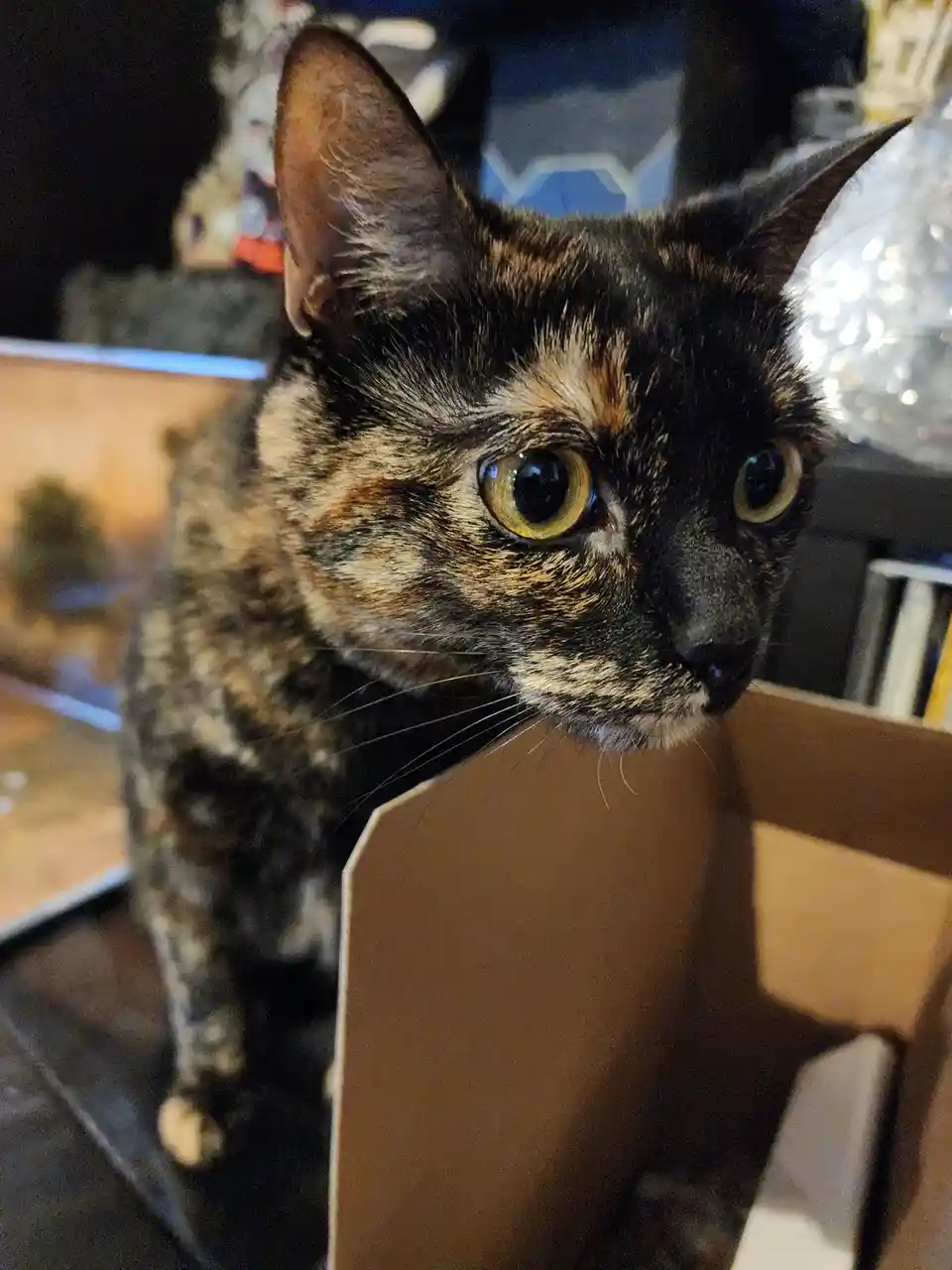A close-up photo of a tortoiseshell cat with wide, alert eyes looking directly at the camera, peeking over the edge of an…