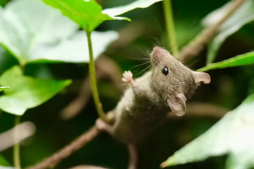 A small brown mouse is clinging to a branch among green leaves, looking upward with one paw raised. The image has text…