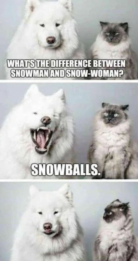 A three-panel meme featuring a white Samoyed dog and a fluffy grey cat against a plain background. In the top panel, the dog…