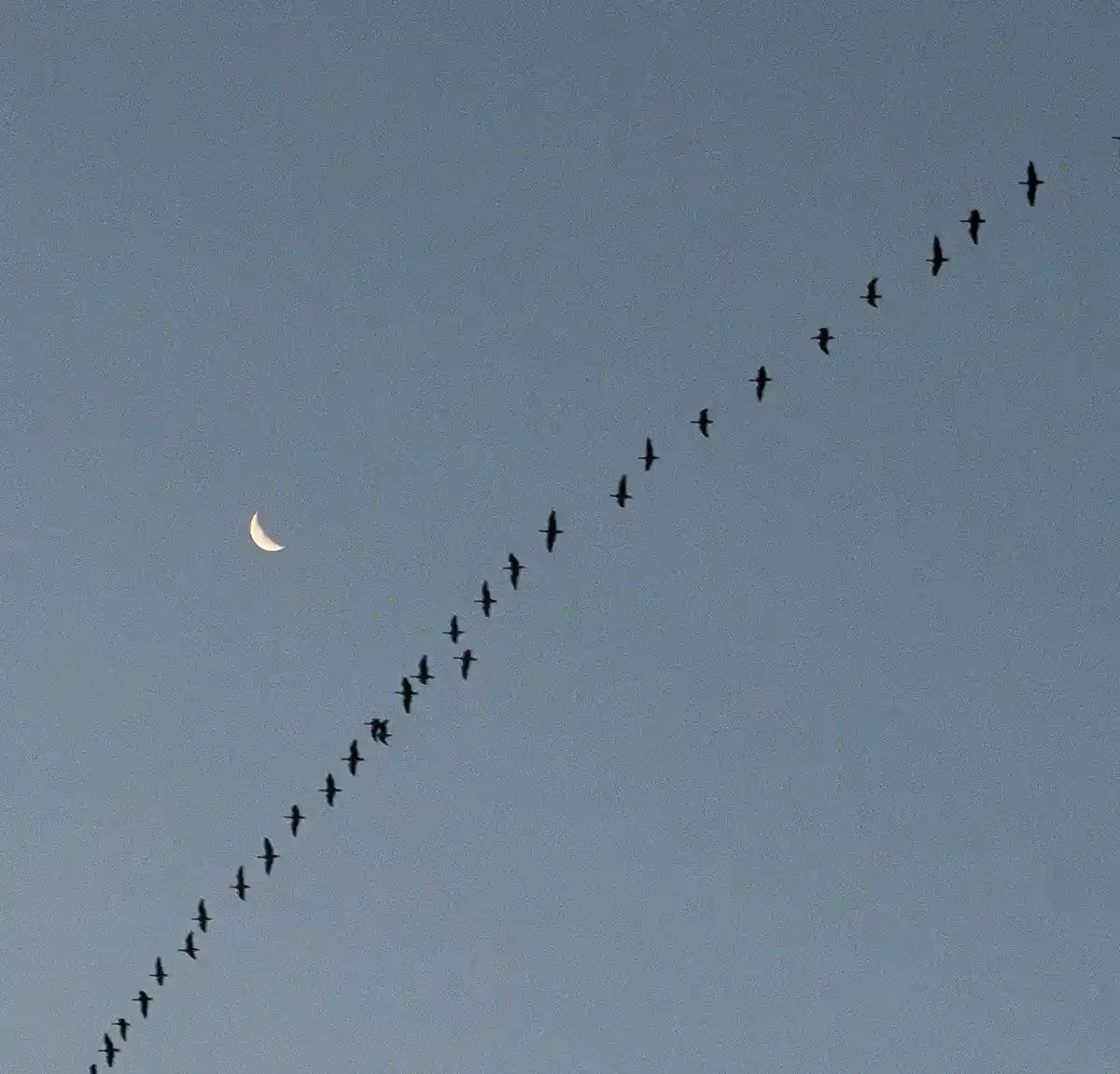 A diagonal line of geese flying in a V formation across a dusky blue sky, with a bright crescent moon visible to the left…