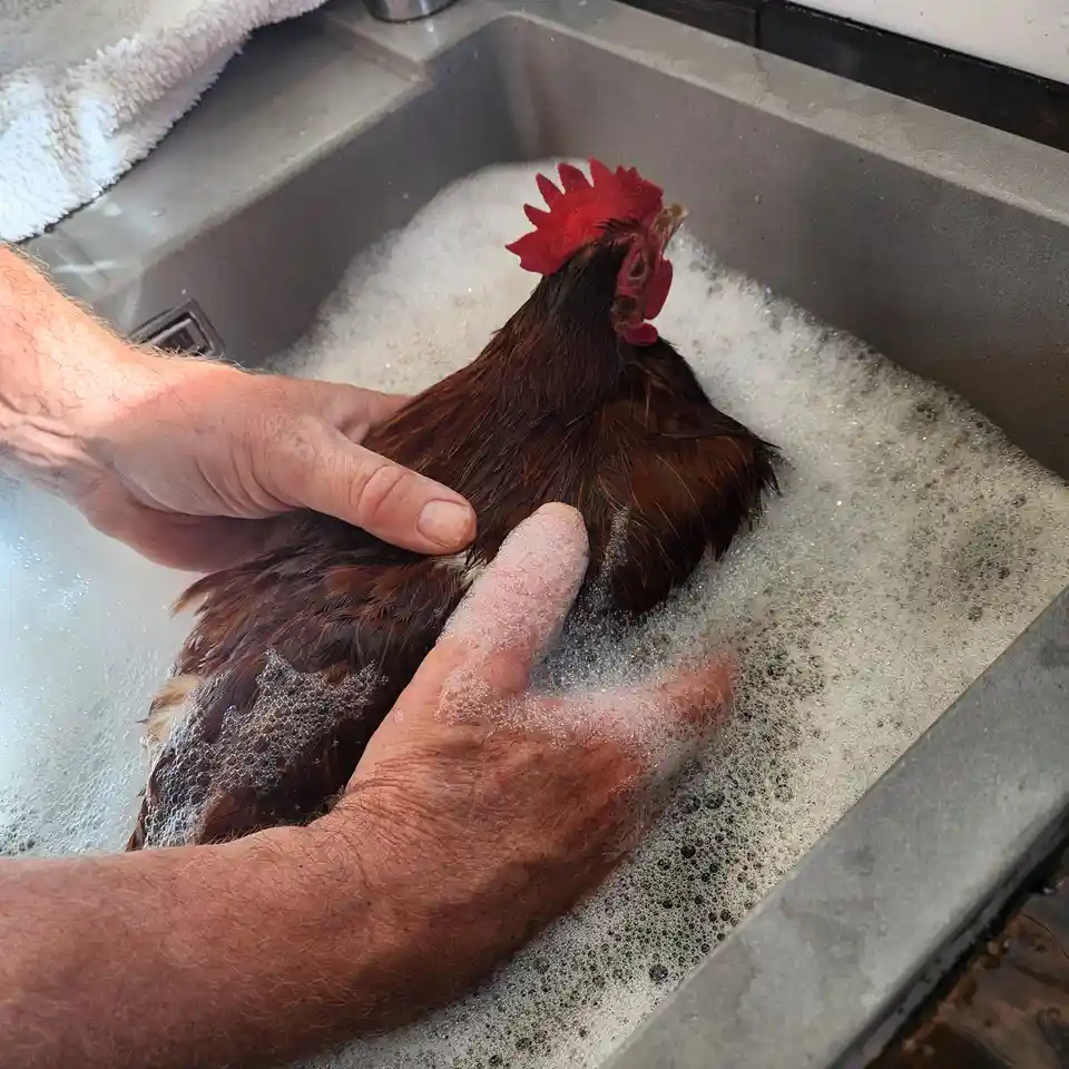 A person is washing a brown chicken with soap and water in a stainless steel sink, covered in bubbles. The chicken has a red…