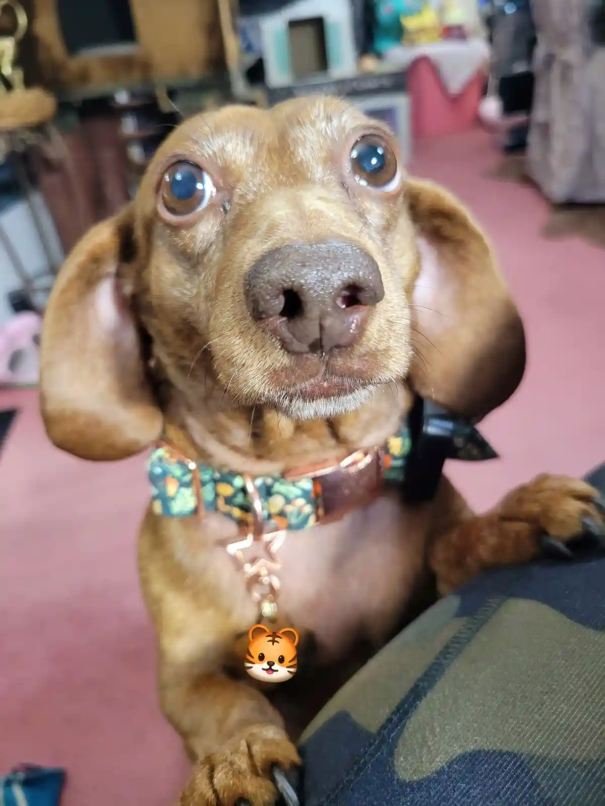 A close-up photo of a brown dachshund with large, glossy eyes looking upward, wearing a patterned collar with a rose gold…