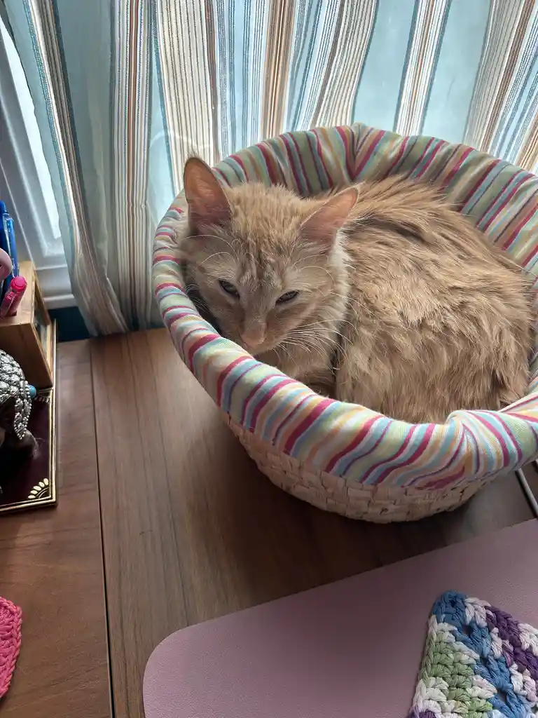 A fluffy orange cat is curled up and looking sleepy inside a colorful striped pet bed placed on a wooden surface near a…