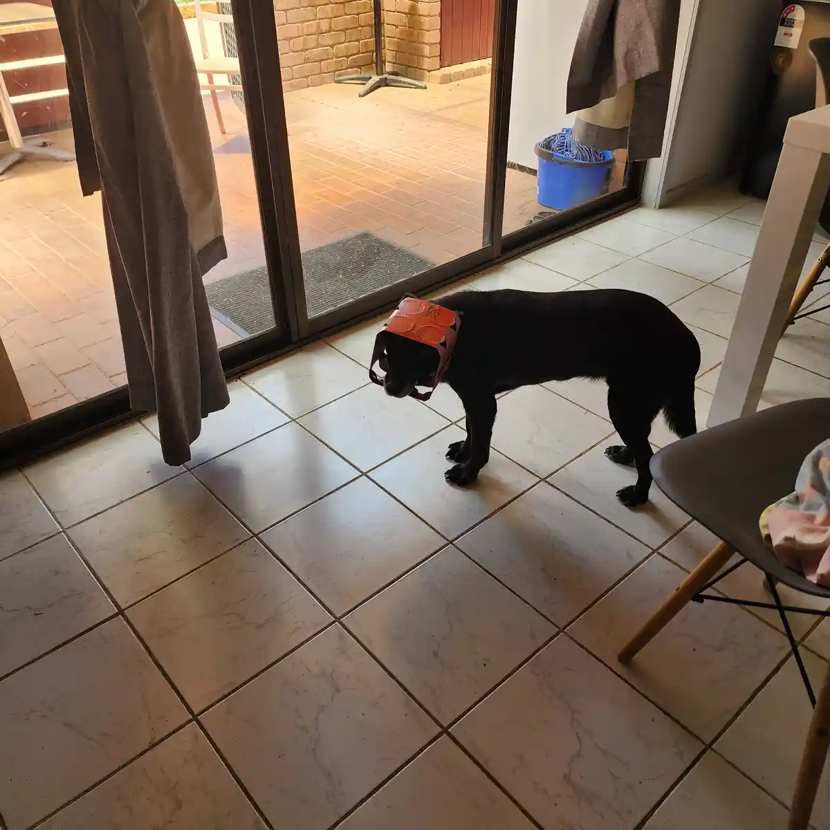 A black dog stands indoors on a tiled floor, wearing an orange cardboard box on its head like a makeshift helmet. The box…