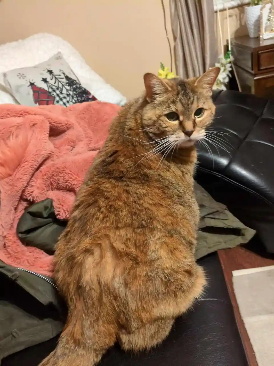 A brown tabby cat sits upright on a black leather couch, looking slightly to the side with a calm, unbothered expression…