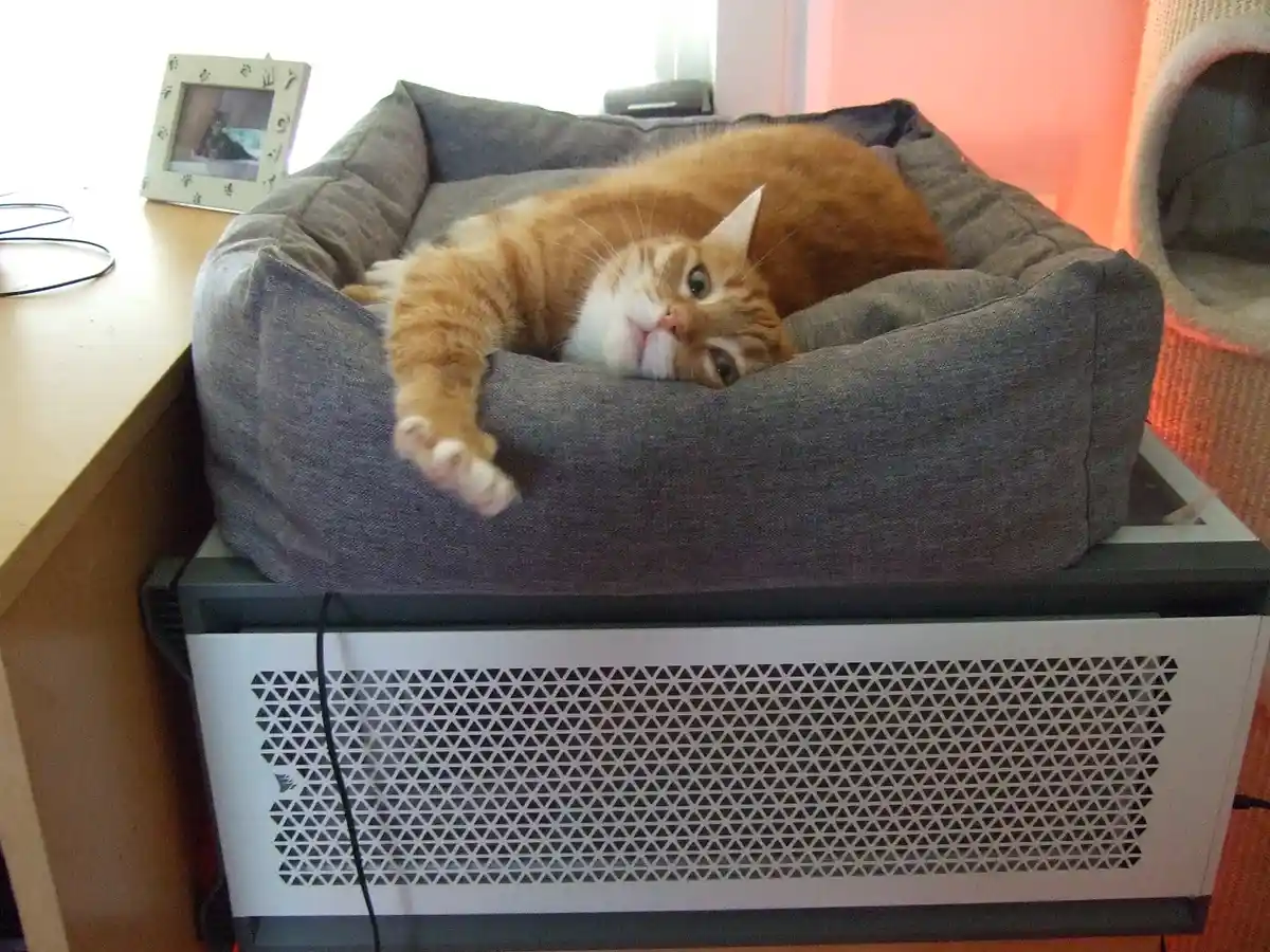 Embracing the Pre-Caturday Energy