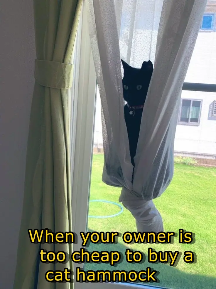 A black cat with bright eyes peers through sheer white curtains tied back from a window, looking inside. Outside, a green…