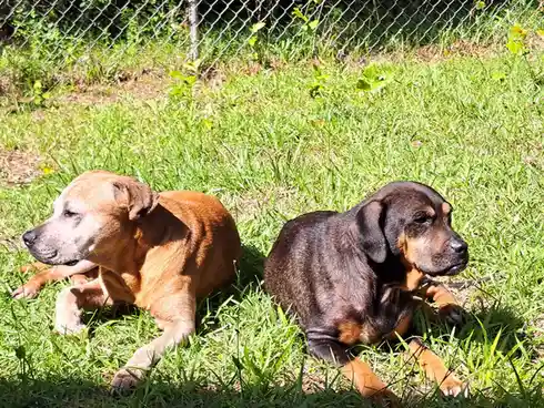 Two dogs lie side-by-side on green grass under bright sunlight, one tan and one black-and-tan, both appearing relaxed and…